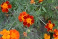 Tagetes. Marigolds. Tagetes erecta. Summer day. Flower bed. Yellow sunny flowers