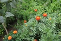 Tagetes Mexican or in Latin Tagetes tenuifolia