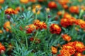 Tagetes. Orange and yellow marigolds flower on a green background. Royalty Free Stock Photo