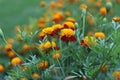 Tagetes. Orange and yellow marigolds flower on a green background. Royalty Free Stock Photo