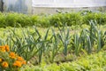 Tagetes in organic vegetable garden