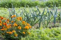 Tagetes in organic vegetable garden Royalty Free Stock Photo