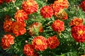 Tagetes patula, flowering plant in the daisy family, shades of yellow and orange