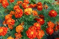 Tagetes patula, flowering plant in the daisy family, shades of yellow and orange