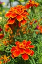 Tagetes patula flowers bloom in the garde