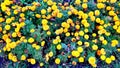 Tagetes patula french marigold in bloom beautiful