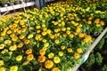 Tagetes patula french marigold in bloom, orange yellow bunch of flowers, green leaves, small shrub Royalty Free Stock Photo