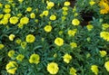 Tagetes patula french marigold in bloom, orange yellow bunch of flowers, green leaves, small shrub Royalty Free Stock Photo