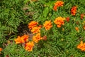 Tagetes patula french marigold in bloom, orange yellow bunch of flowers, green leaves, small shrub Royalty Free Stock Photo