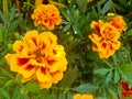 Tagetes patula french marigold in bloom, orange yellow bunch of flowers, green leaves, small shrub Royalty Free Stock Photo