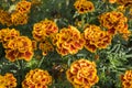 Tagetes patula french marigold in bloom, orange yellow bunch of flowers, green leaves, small shrub Royalty Free Stock Photo