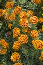 Tagetes patula french marigold in bloom, orange yellow bunch of flowers, green leaves, small shrub Royalty Free Stock Photo