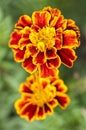 Tagetes patula french marigold in bloom, orange yellow bunch of flowers, green leaves, small shrub Royalty Free Stock Photo