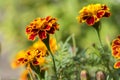 Tagetes patula french marigold in bloom, orange yellow bunch of flowers, green leaves, small shrub Royalty Free Stock Photo