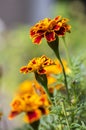 Tagetes patula french marigold in bloom, orange yellow bunch of flowers, green leaves Royalty Free Stock Photo