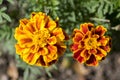 Tagetes patula french marigold in bloom, orange yellow bunch of flowers, green leaves, small shrub Royalty Free Stock Photo