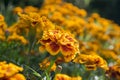 Tagetes patula french marigold in bloom, orange yellow bunch of flowers, green leaves Royalty Free Stock Photo