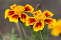 Tagetes patula french marigold in bloom, orange yellow bunch of flowers, green leaves Royalty Free Stock Photo