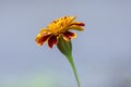 Tagetes patula french marigold in bloom, orange yellow red flower, green stem against light blue grey background Royalty Free Stock Photo