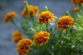 Tagetes patula french marigold bright yellow orange red flowering plant, ornamental petal safari scarlet flowers in bloom Royalty Free Stock Photo