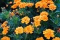 Tagetes patula, the French marigold