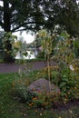 Tagetes patula, Heliopsis helianthoides, Helianthus annuus and Canna indica grow in October in the park. Berlin, Germany Royalty Free Stock Photo