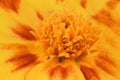 Tagetes patula. Orange Marigold flower, French marigold