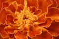 Tagetes patula. Orange Marigold flower, French marigold