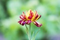 Tagetes red yellow with green leaves Royalty Free Stock Photo