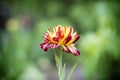 Tagetes red yellow with green leaves Royalty Free Stock Photo