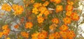 Orange Tagetes Tenuifolia Flowers on Green Leaves Background