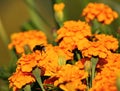 Tagetes, a variety of flowers bonanza deep orange Royalty Free Stock Photo