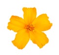 Tagetes Royalty Free Stock Photo