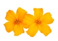 Tagetes Royalty Free Stock Photo