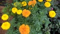 Tagetes, zhendu flower, Marigold Orange Zhendu Plant Royalty Free Stock Photo