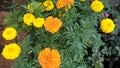 Tagetes, zhendu flower, Marigold Orange Zhendu Plant Royalty Free Stock Photo