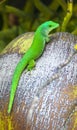 Taggecko, Seychelles giant day gecko Phelsuma sundbergi on a Coconut, Praslin, Seychelles Islands, Indian Ocean, Africa