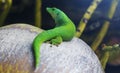 Taggecko, Seychelles giant day gecko Phelsuma sundbergi on a Coconut, Praslin, Seychelles Islands, Indian Ocean, Africa