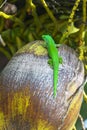 Taggecko, Seychelles giant day gecko Phelsuma sundbergi on a Coconut, Praslin, Seychelles Islands, Indian Ocean, Africa Royalty Free Stock Photo