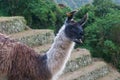 Tagged Alpaca on a farming terrace on the Inca Trail to Machu Picchu.