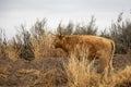 Tagged Cow Grazing Off the Trail Royalty Free Stock Photo