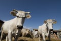 Tagged cows