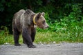 Tagged female brown bear Royalty Free Stock Photo
