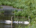 Tagged Trumpeter Swans and Cygnets  2 Royalty Free Stock Photo