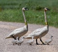 Tagged Trumpeter Swans and Cygnets  3 Royalty Free Stock Photo