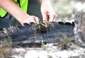 Tagging American Alligator tail, capture tag release research program Royalty Free Stock Photo