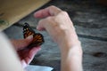Tagging Monarch butterflies