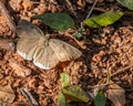 A Tagiades japetus butterfly