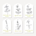 Tags collection with hand drawn spicy herbs melissa, mint, perilla, lavender, stevia, hyssop