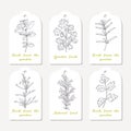 Tags collection with hand drawn spicy herbs oregano, cilantro, savory, tarragon, rosemary, parsley